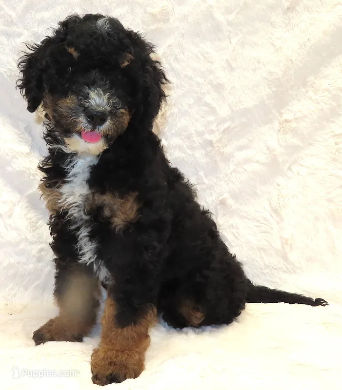 Storm Purple Girl – Miniature Bernedoodle puppy for sale in Johnstown, CO