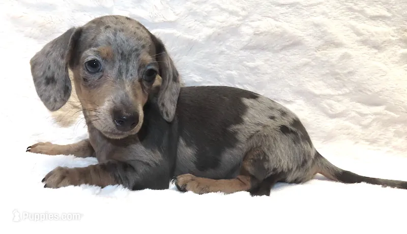 Bree's Blaze – Miniature Dachshund puppy for sale in Johnstown, CO