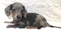 Bree's Blaze, a male Miniature Dachshund for sale in Johnstown, CO – 1 of 1