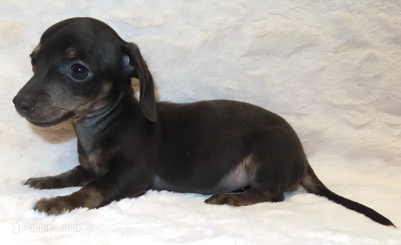 Bree's Bonnie – Miniature Dachshund puppy for sale in Johnstown, CO