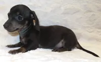Bree's Bonnie, a male Miniature Dachshund for sale in Johnstown, CO – 1 of 1