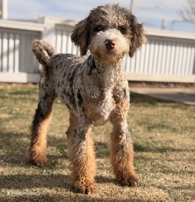 Tiffany Red girl – Miniature Bernedoodle puppy for sale in Johnstown, CO