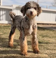 Tiffany Red girl, a female Miniature Bernedoodle for sale in Johnstown, CO – 1 of 1