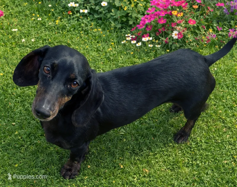 Molly, a female Miniature Dachshund for sale in Johnstown, CO – 1 of 1