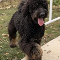 Mocha Yellow girl, a female Bernedoodle for sale in Johnstown, CO – 1 of 1