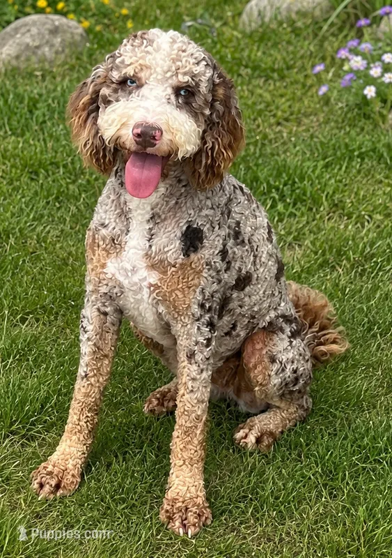 Tiffany Red girl – Miniature Bernedoodle puppy for sale in Johnstown, CO