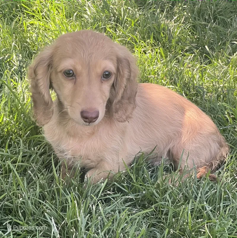 Charlie – Miniature Dachshund puppy for sale in Johnstown, CO