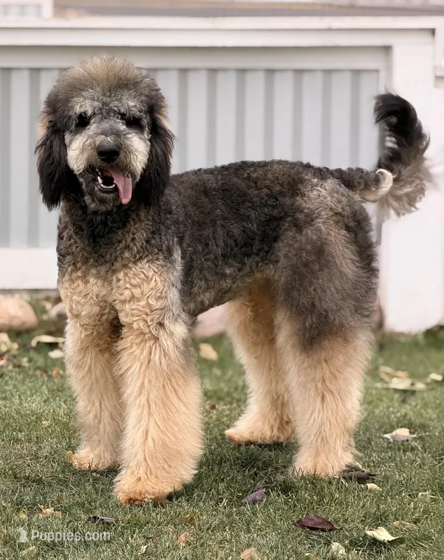 Mocha Orange Girl, a female Bernedoodle for sale in Johnstown, CO – Photo 1 of 1