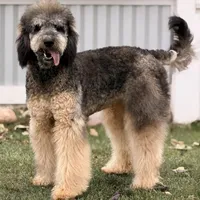 Mocha Pink Girl, a female Bernedoodle for sale in Johnstown, CO – 1 of 1