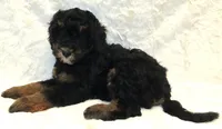 Storm Yellow Girl, a female Miniature Bernedoodle for sale in Johnstown, CO – 1 of 1