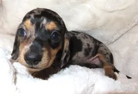 Dusty's EDWARD, a male Miniature Dachshund for sale in Johnstown, CO – 1 of 2