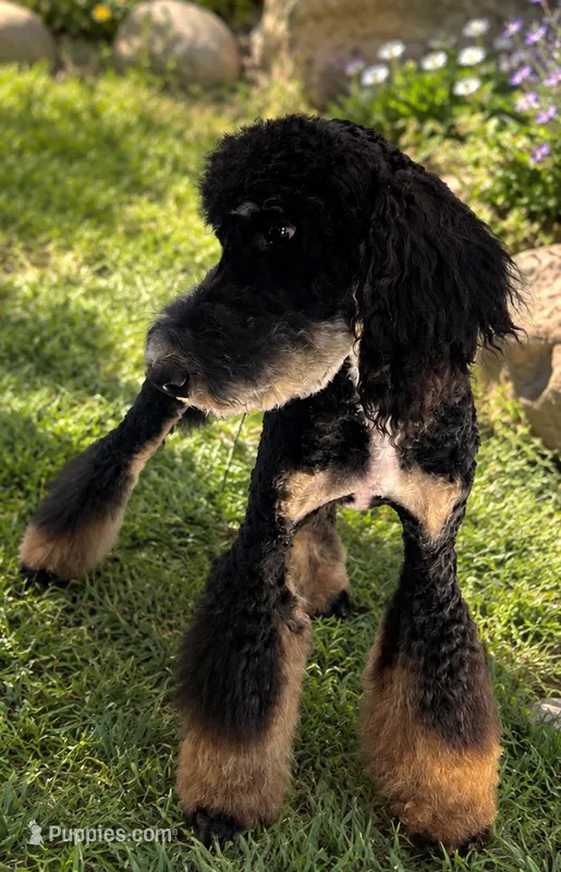 Storm Green Boy – Bernedoodle puppy for sale in Johnstown, CO