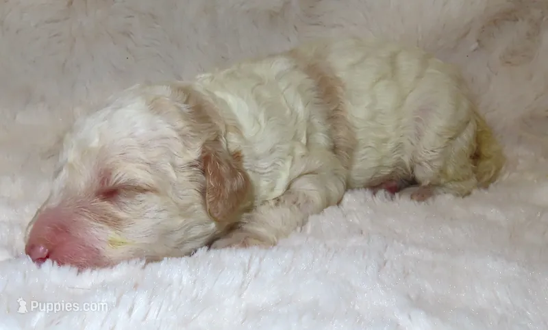Autumn's Alice – Miniature Bernedoodle puppy for sale in Johnstown, CO