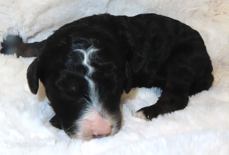 Autumn's Adam – Miniature Bernedoodle puppy for sale in Johnstown, CO