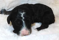 Autumn's Adam, a male Miniature Bernedoodle for sale in Johnstown, CO – 1 of 1