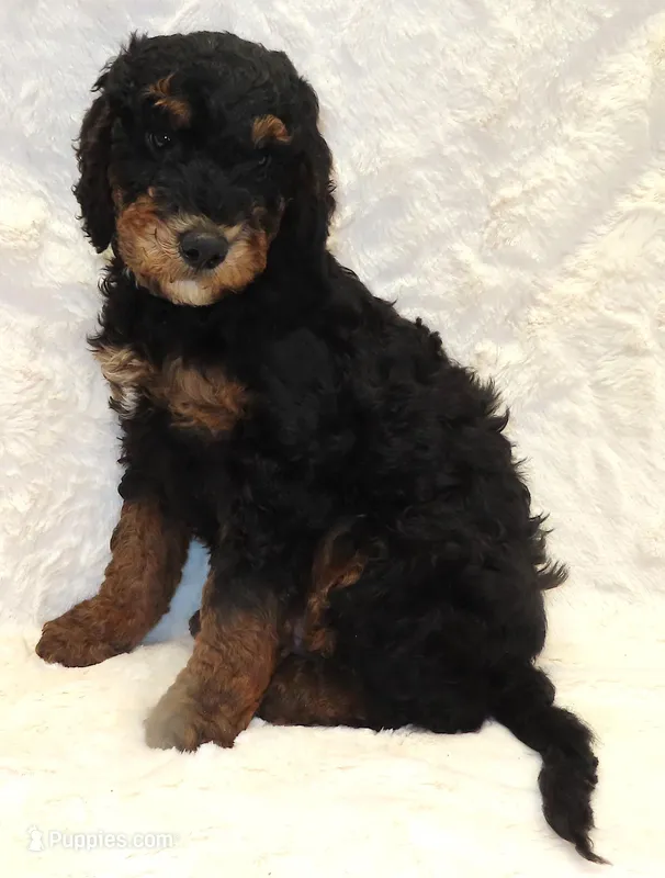 Storm Brown Boy – Bernedoodle puppy for sale in Johnstown, CO