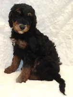 Storm Brown Boy, a male Bernedoodle for sale in Johnstown, CO – 1 of 1