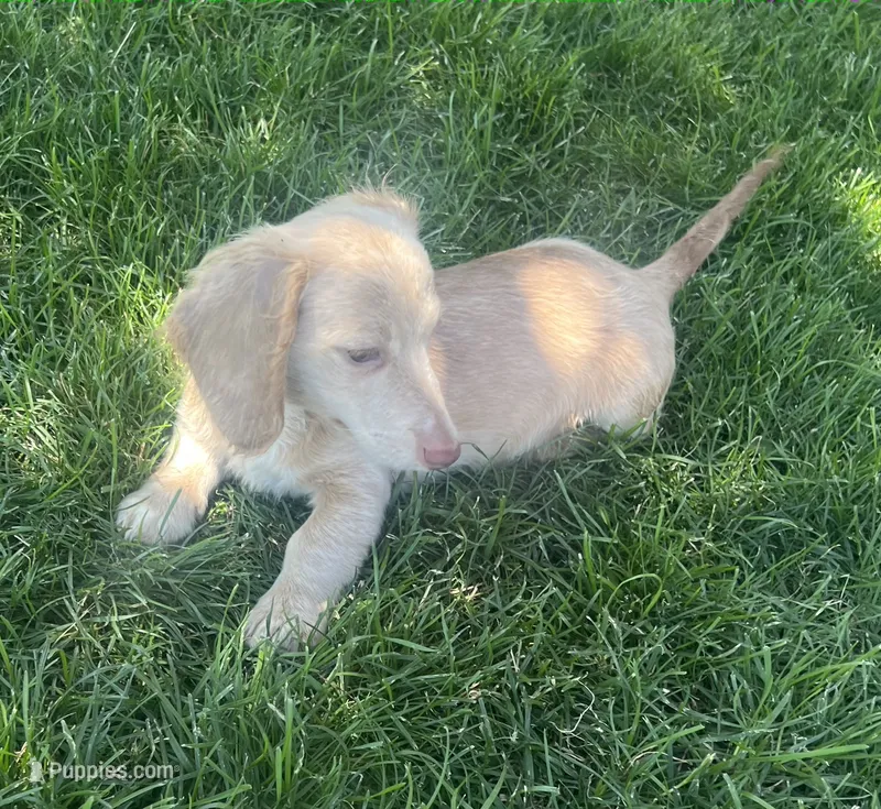 Rosie's Dash – Miniature Dachshund puppy for sale in Johnstown, CO