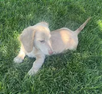Rosie's Dash, a male Miniature Dachshund for sale in Johnstown, CO – 1 of 1