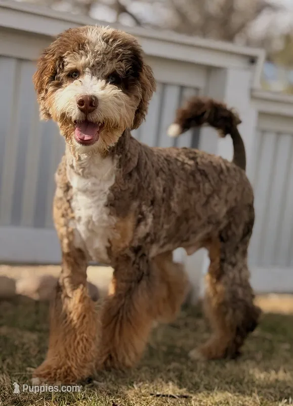 Tiffany Green Boy – Miniature Bernedoodle puppy for sale in Johnstown, CO
