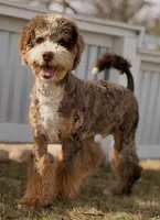 Tiffany Green Boy, a female Miniature Bernedoodle for sale in Johnstown, CO – 1 of 1