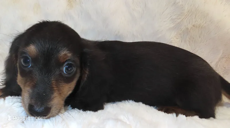 Capri's PARKER – Miniature Dachshund puppy for sale in Johnstown, CO