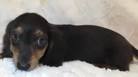 Capri's PARKER, a male Miniature Dachshund for sale in Johnstown, CO – 1 of 1