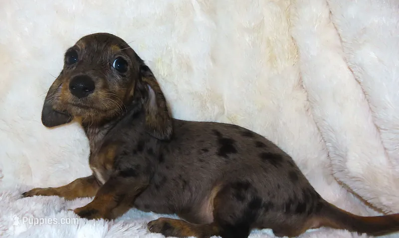 Minnie's NINA – Miniature Dachshund puppy for sale in Johnstown, CO