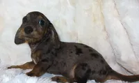 Minnie's NINA, a female Miniature Dachshund for sale in Johnstown, CO – 1 of 1