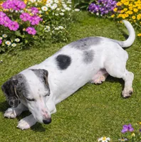 Winslow, a male Miniature Dachshund for sale in Johnstown, CO – 1 of 1