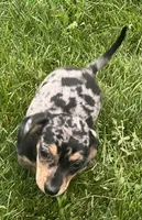 Dusty's EDWARD, a male Miniature Dachshund for sale in Johnstown, CO – 2 of 2