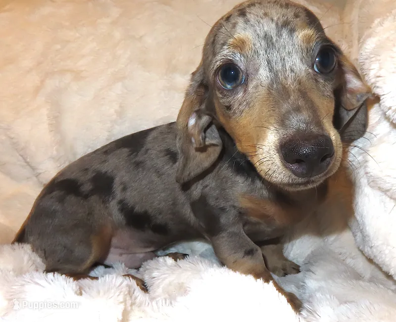 Bree's Blaze – Miniature Dachshund puppy for sale in Johnstown, CO