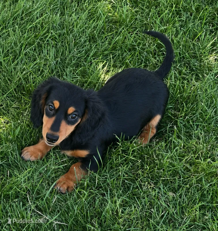 Duke – Miniature Dachshund puppy for sale in Johnstown, CO