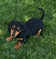 Duke, a male Miniature Dachshund for sale in Johnstown, CO – 1 of 1