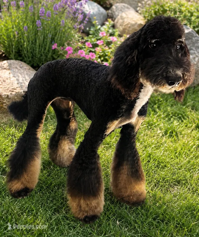 Storm Purple Girl – Miniature Bernedoodle puppy for sale in Johnstown, CO
