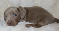 Willow's WESTLYN, a female Miniature Dachshund for sale in Johnstown, CO – 1 of 1
