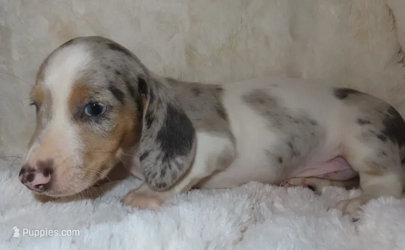 Luna's LANDEN – Miniature Dachshund puppy for sale in Johnstown, CO