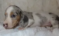 Luna's LANDEN, a male Miniature Dachshund for sale in Johnstown, CO – 1 of 1