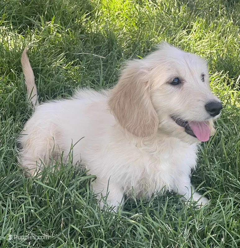 Dustin – Miniature Dachshund puppy for sale in Johnstown, CO
