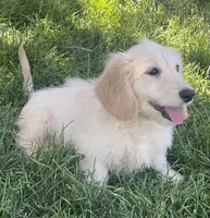 Dustin, a male Miniature Dachshund for sale in Johnstown, CO – 1 of 1