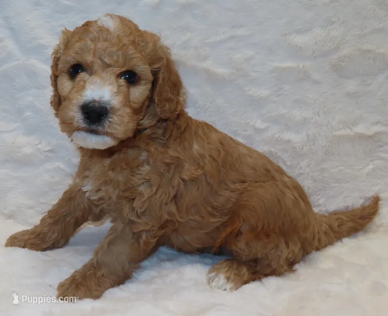 Josie's BEAU – Miniature Bernedoodle puppy for sale in Johnstown, CO
