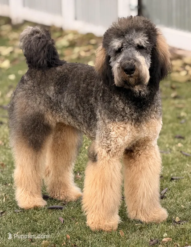 Mocha Red Girl, a female Bernedoodle for sale in Johnstown, CO – Photo 1 of 1