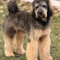 Mocha Red Girl, a female Bernedoodle for sale in Johnstown, CO – 1 of 1