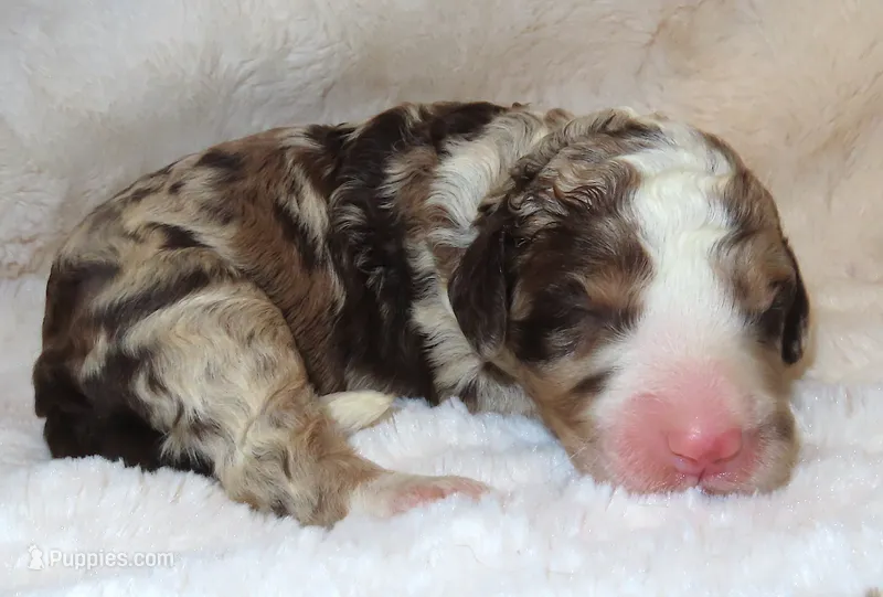 Autumns' Austin – Miniature Bernedoodle puppy for sale in Johnstown, CO