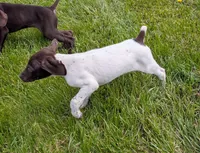 Alfie, a male German Shorthaired Pointer for sale in Gibsonburg, OH – 3 of 9