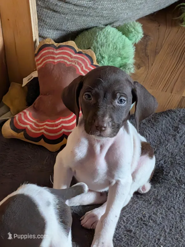 Zetta – German Shorthaired Pointer puppy for sale in Gibsonburg, OH