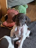 Zetta, a female German Shorthaired Pointer for sale in Gibsonburg, OH – Photo 2 of 10