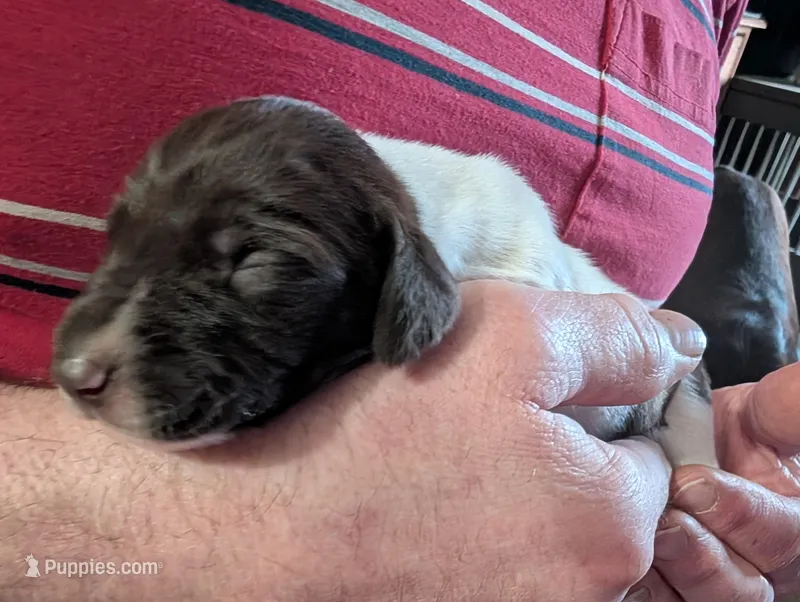 Zetta – German Shorthaired Pointer puppy for sale in Gibsonburg, OH