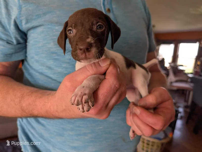 Zetta – German Shorthaired Pointer puppy for sale in Gibsonburg, OH