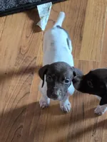 Zetta, a female German Shorthaired Pointer for sale in Gibsonburg, OH – Photo 3 of 10